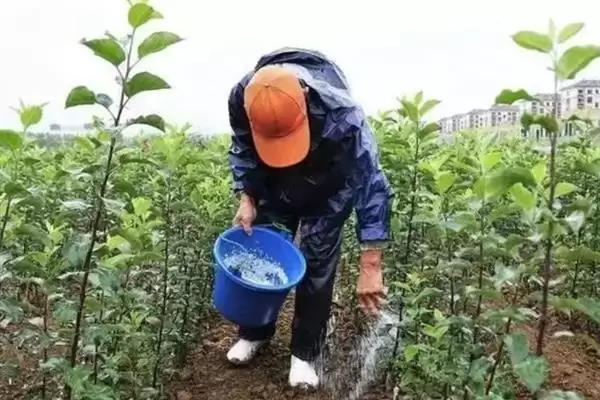 钙镁微肥施用技巧方法 ,钙镁微肥有哪些施用的技巧插图6