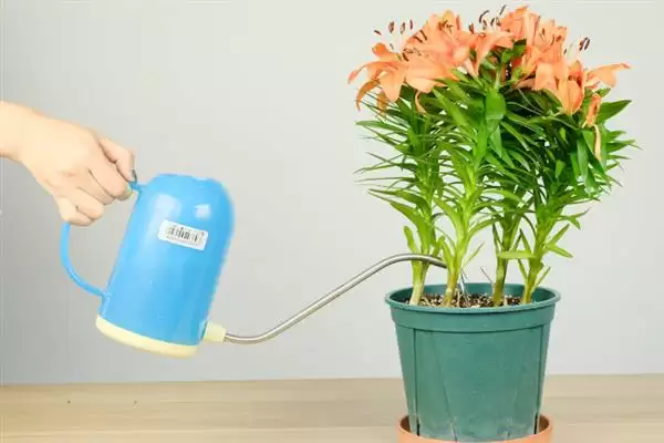 百合花盆栽养殖,百合花盆栽应如何进行养殖插图3 百合花盆栽养殖,百合花盆栽应如何进行养殖插图3