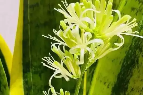 虎皮兰开花外观花簇生白色淡绿好看吗,虎皮兰开花后的外观,花是簇生白或绿?插图1 虎皮兰开花外观花簇生白色淡绿好看吗,虎皮兰开花后的外观,花是簇生白或绿?插图1