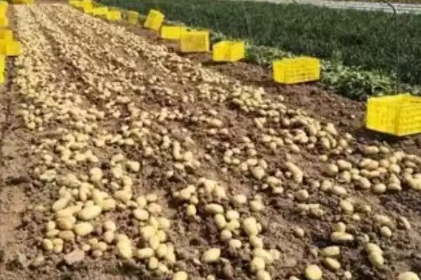 河南秋季何时适合种土豆呢,河南秋季一般8-9月份适合种植土豆吗插图8 河南秋季何时适合种土豆呢,河南秋季一般8-9月份适合种植土豆吗插图8