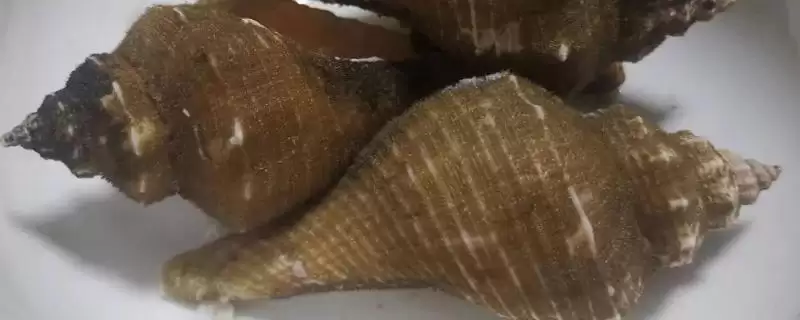 管角螺的价格是多少钱呢,管角螺一斤售价200元左右是真的吗插图 管角螺的价格是多少钱呢,管角螺一斤售价200元左右是真的吗插图