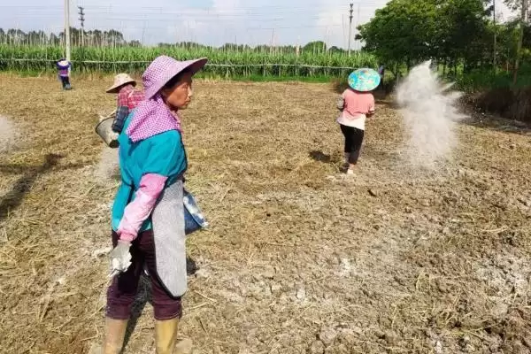 花生种子品种鲁花9号10号好吗,花生种子哪个品种好,有哪些优良品种?插图14 花生种子品种鲁花9号10号好吗,花生种子哪个品种好,有哪些优良品种?插图14