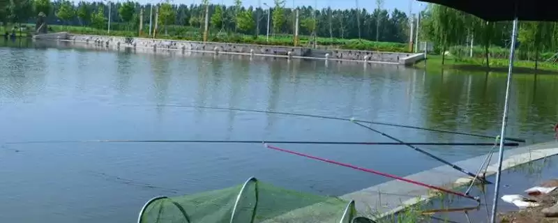 刮西北风适合选啥钓位,刮西北风时背风向阳、食物多处适合钓吗插图 刮西北风适合选啥钓位,刮西北风时背风向阳、食物多处适合钓吗插图