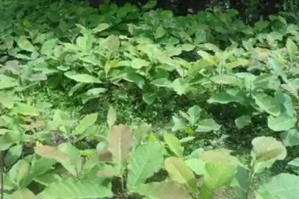 厚朴应该怎样进行种植呢,厚朴需在育苗地生长一年后才能移栽吗插图3