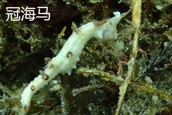 海马是不是鱼类的一种呢,海马属于鱼类且因头部呈马头状得名吗插图3 海马是不是鱼类的一种呢,海马属于鱼类且因头部呈马头状得名吗插图3