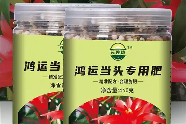 鸿运当头开完花如何处理呢,鸿运当头开完花需剪掉开败残花来处理吗插图4 鸿运当头开完花如何处理呢,鸿运当头开完花需剪掉开败残花来处理吗插图4