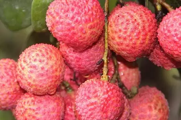 广东省汕头市的特色水果有,汕优蕉柑、南澳石榴是汕头特色水果吗插图3 广东省汕头市的特色水果有,汕优蕉柑、南澳石榴是汕头特色水果吗插图3