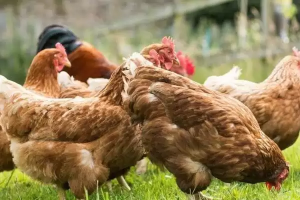 高温对肉鸡影响情况 ,高温对肉鸡会产生哪些影响插图4 高温对肉鸡影响情况 ,高温对肉鸡会产生哪些影响插图4