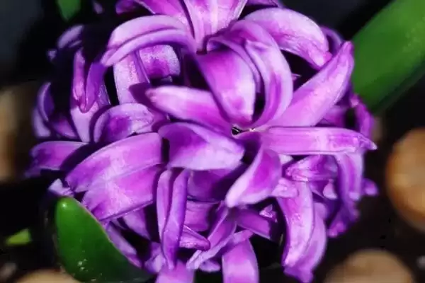 风信子开花后剪残花追磷钾肥,风信子开花后的处理方法，措施有效吗？插图3
