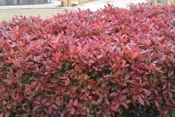 红叶石楠的栽培技术是啥呢,红叶石楠栽培生长环境需确保湿润度吗插图3 红叶石楠的栽培技术是啥呢,红叶石楠栽培生长环境需确保湿润度吗插图3