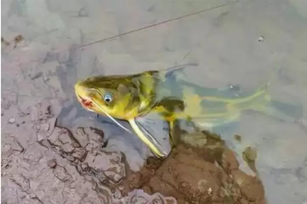 黄辣丁栖息地缓流多水草浅区,黄辣丁的栖息环境介绍,是这样的吗?插图3 黄辣丁栖息地缓流多水草浅区,黄辣丁的栖息环境介绍,是这样的吗?插图3