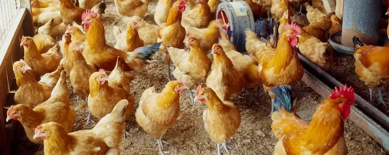 冬季养鸡的保暖措施,冬季养鸡要给它们做哪些保暖措施插图 冬季养鸡的保暖措施,冬季养鸡要给它们做哪些保暖措施插图