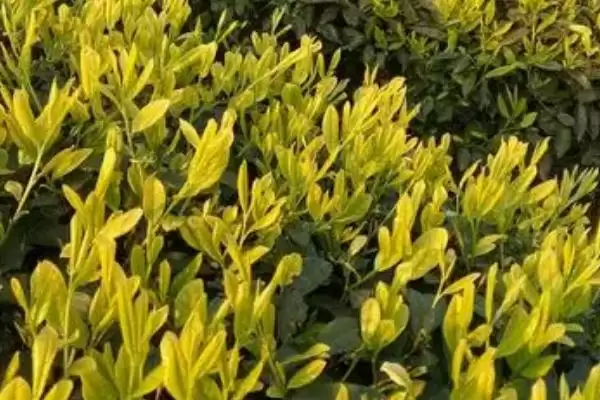 黄金茶价格问受产地等级影响,黄金茶的价格,受哪些因素决定呢?插图1 黄金茶价格问受产地等级影响,黄金茶的价格,受哪些因素决定呢?插图1