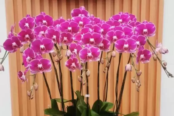 蝴蝶兰正确浇水不同季节咋正确浇水呢,蝴蝶兰的正确浇水方法,不同季节如何浇?插图1 蝴蝶兰正确浇水不同季节咋正确浇水呢,蝴蝶兰的正确浇水方法,不同季节如何浇?插图1