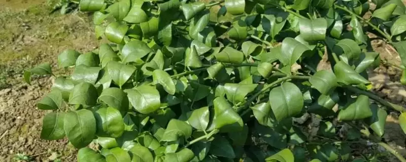 柑橘卷叶原因解决方法 ,柑橘卷叶是什么原因，怎么解决-会东网