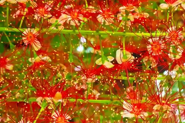 红花玉蕊的花期在什么时候呢,红花玉蕊花期为3-11月这个时间段吗插图2 红花玉蕊的花期在什么时候呢,红花玉蕊花期为3-11月这个时间段吗插图2