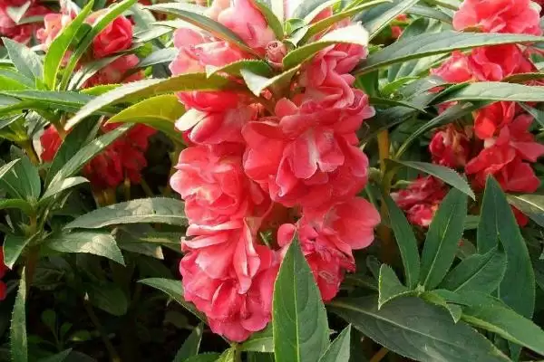 凤仙花褐斑病防治 ,凤仙花如何防治褐斑病插图3 凤仙花褐斑病防治 ,凤仙花如何防治褐斑病插图3
