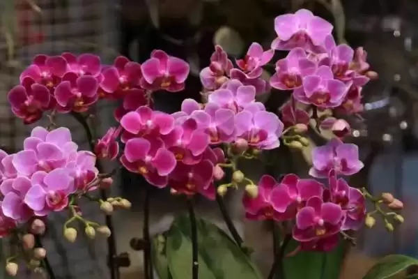 蝴蝶兰正确浇水不同季节咋正确浇水呢,蝴蝶兰的正确浇水方法,不同季节如何浇?插图3 蝴蝶兰正确浇水不同季节咋正确浇水呢,蝴蝶兰的正确浇水方法,不同季节如何浇?插图3