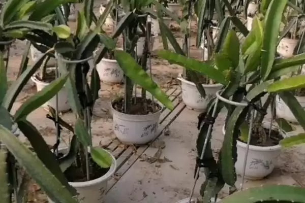 火龙果在家种盆栽方式能种,火龙果能否在家种植,这种方式可以吗?插图2 火龙果在家种盆栽方式能种,火龙果能否在家种植,这种方式可以吗?插图2