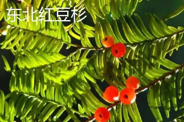 红豆杉的品种主要有哪些呢,东北、云南等是红豆杉的常见品种吗插图1 红豆杉的品种主要有哪些呢,东北、云南等是红豆杉的常见品种吗插图1