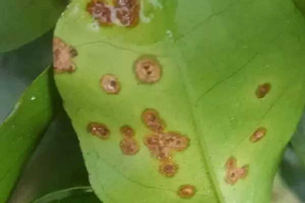 柑橘溃疡病危害症状 ,柑橘溃疡病有哪些危害和症状插图2 柑橘溃疡病危害症状 ,柑橘溃疡病有哪些危害和症状插图2
