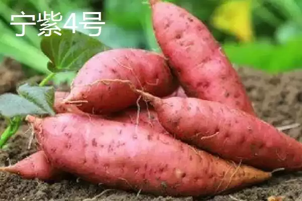 红薯的产地主要在哪里呢,红薯集中在长江和东南沿海各省产地吗插图3 红薯的产地主要在哪里呢,红薯集中在长江和东南沿海各省产地吗插图3