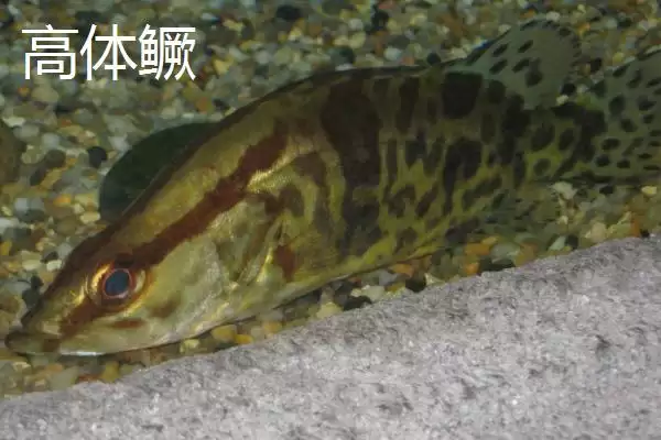 鳜鱼有着怎样的简介呢,鳜鱼是名贵淡水经济鱼种是其简介吗插图8 鳜鱼有着怎样的简介呢,鳜鱼是名贵淡水经济鱼种是其简介吗插图8