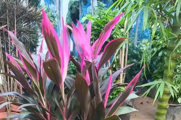 红叶朱蕉有没有毒性存在呢,红叶朱蕉无毒适合在家里进行养殖吗插图1 红叶朱蕉有没有毒性存在呢,红叶朱蕉无毒适合在家里进行养殖吗插图1