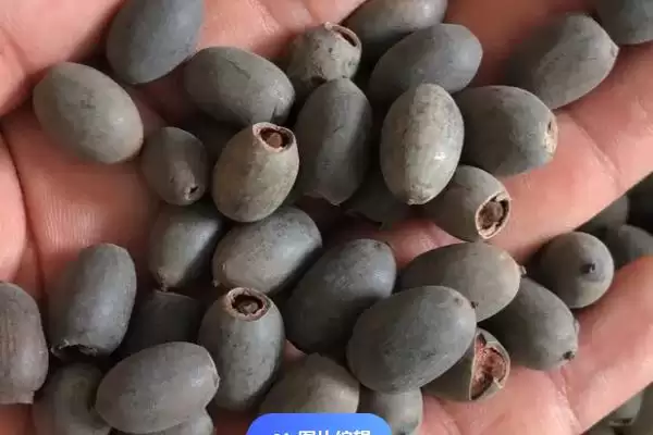 荷花种子如何进行种植呢,荷花种子可直接用塘泥进行养护种植吗插图2 荷花种子如何进行种植呢,荷花种子可直接用塘泥进行养护种植吗插图2