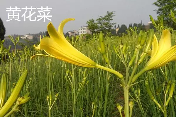 黄花菜与萱草叶片花期花朵咋异,黄花菜和大花萱草的区别,差异在哪呢?插图1 黄花菜与萱草叶片花期花朵咋异,黄花菜和大花萱草的区别,差异在哪呢?插图1