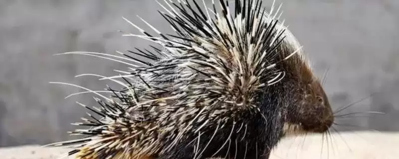 豪猪的刺是怎么发射的呢,豪猪不可发射身上的刺是确定的吗插图 豪猪的刺是怎么发射的呢,豪猪不可发射身上的刺是确定的吗插图