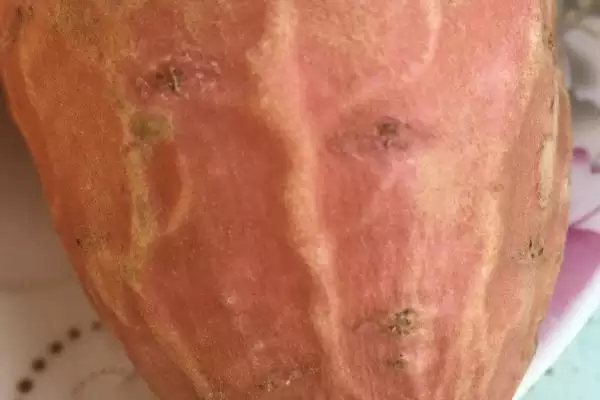 红薯有筋还能不能食用呢,红薯有筋因其是块茎并非果实还能吃吗插图2 红薯有筋还能不能食用呢,红薯有筋因其是块茎并非果实还能吃吗插图2