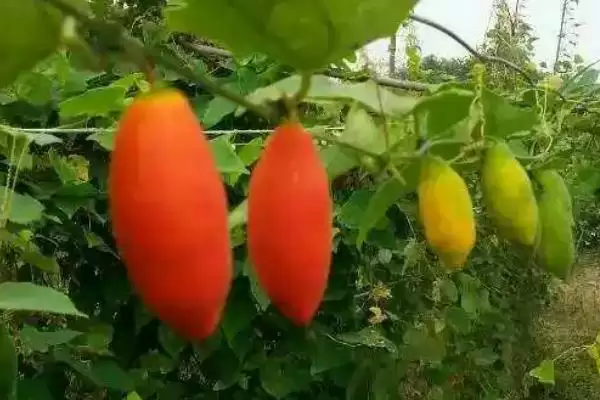 红香果的价格和种植前景,红香果一斤价格100元左右种植前景如何呢插图2 红香果的价格和种植前景,红香果一斤价格100元左右种植前景如何呢插图2