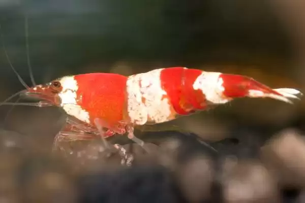 观赏虾应该怎样进行养殖,观赏虾养殖选酸碱度5-8的水源合适吗插图1 观赏虾应该怎样进行养殖,观赏虾养殖选酸碱度5-8的水源合适吗插图1
