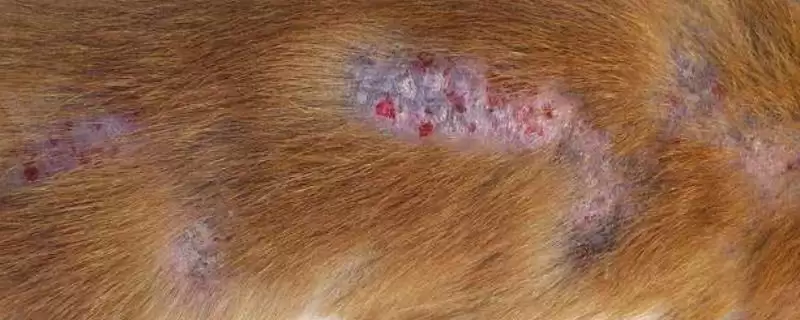 狗癣应该如何进行预防呢,提供均衡营养可增强抵抗力防狗癣吗-会东网