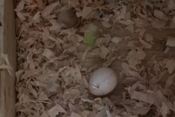 虎皮鹦鹉下蛋征兆频繁进窝就会下蛋吗,虎皮鹦鹉下蛋的征兆,频繁进出窝准吗?插图1 虎皮鹦鹉下蛋征兆频繁进窝就会下蛋吗,虎皮鹦鹉下蛋的征兆,频繁进出窝准吗?插图1