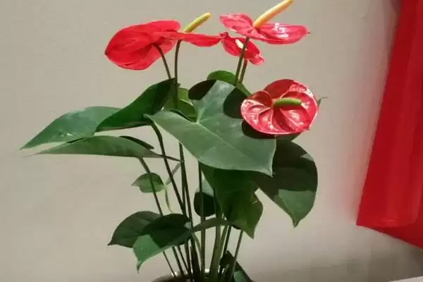 红掌有什么特点和特性呢,红掌最佳生长温度在16-24℃是其特点吗插图4