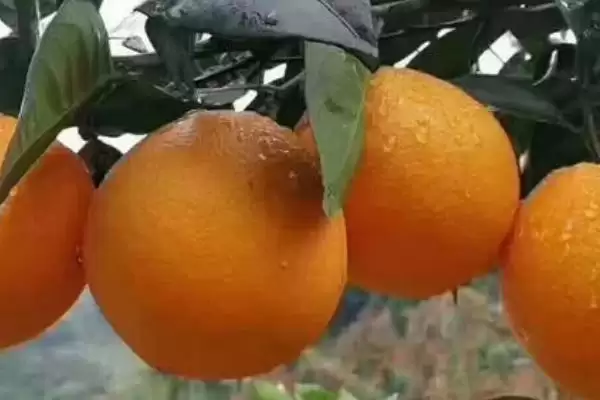 赣南脐橙基本简介 ,赣南脐橙是一种怎样的水果,有何特插图2 赣南脐橙基本简介 ,赣南脐橙是一种怎样的水果,有何特插图2