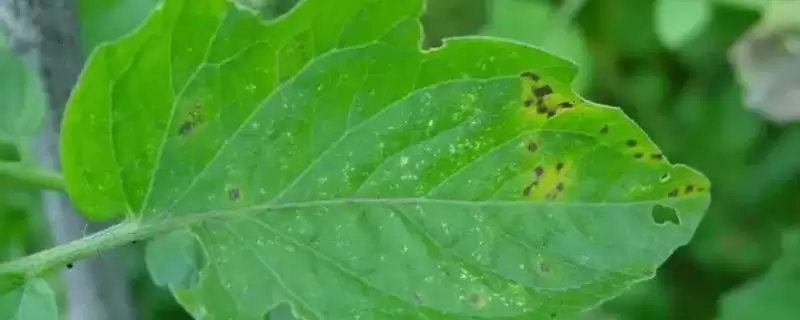 大棚番茄性斑疹病怎样防治呢,大棚番茄性斑疹病如何防治插图 大棚番茄性斑疹病怎样防治呢,大棚番茄性斑疹病如何防治插图