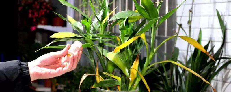 富贵竹叶子发黄补救 ,富贵竹叶子发黄该如何进行补救插图 富贵竹叶子发黄补救 ,富贵竹叶子发黄该如何进行补救插图