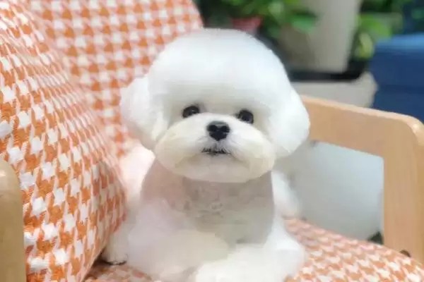 比熊一直咳嗽是什么原因导致的呢,比熊一直咳嗽的原因插图3 比熊一直咳嗽是什么原因导致的呢,比熊一直咳嗽的原因插图3