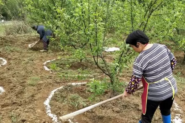 果树秋施基肥的好处有啥呢,果树秋施基肥可充裕树体营养贮备吗插图4 果树秋施基肥的好处有啥呢,果树秋施基肥可充裕树体营养贮备吗插图4