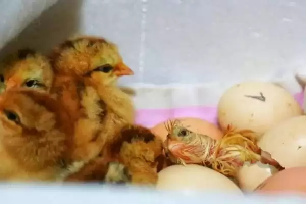 孵化小鸡需要天数 ,孵化小鸡一般需要多少天才能完插图3
