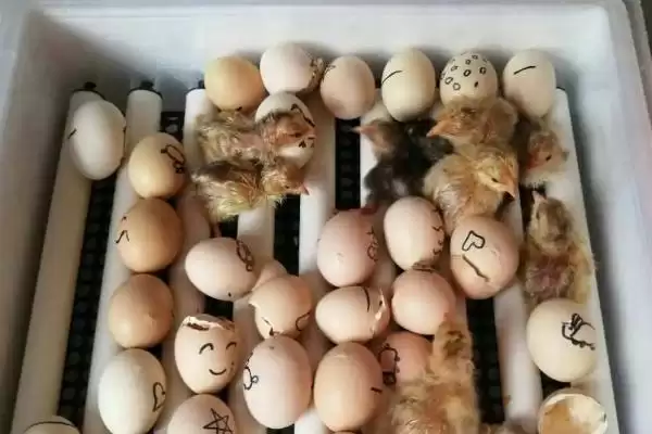 孵小鸡所需天数 ,孵小鸡具体需要多少天的时间插图3 孵小鸡所需天数 ,孵小鸡具体需要多少天的时间插图3