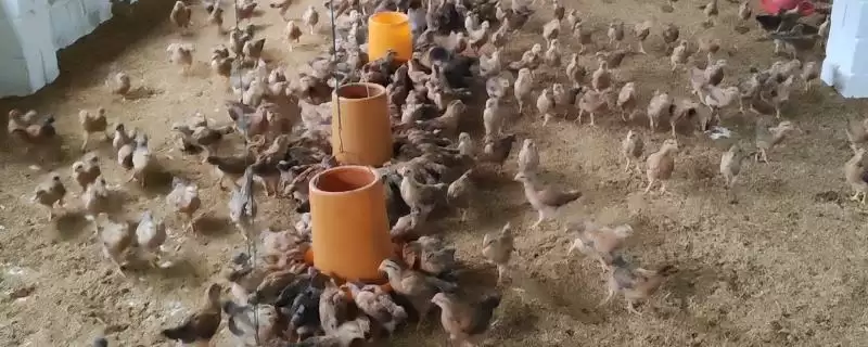给小鸡喂食注意事项 ,给小鸡喂食有哪些需要注意的要点-会东网