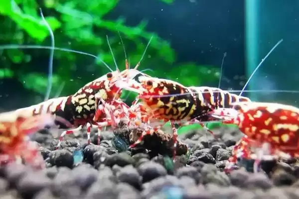 观赏虾应该怎样进行养殖,观赏虾养殖选酸碱度5-8的水源合适吗插图2 观赏虾应该怎样进行养殖,观赏虾养殖选酸碱度5-8的水源合适吗插图2