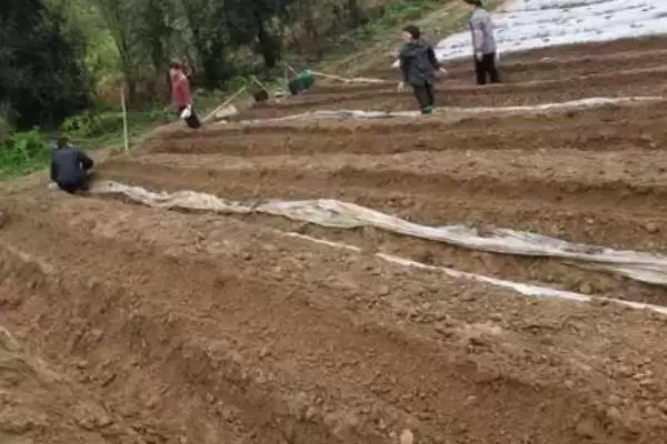 核桃的繁殖方法有哪些呢,核桃可通过播种等方式进行繁殖吗插图1 核桃的繁殖方法有哪些呢,核桃可通过播种等方式进行繁殖吗插图1