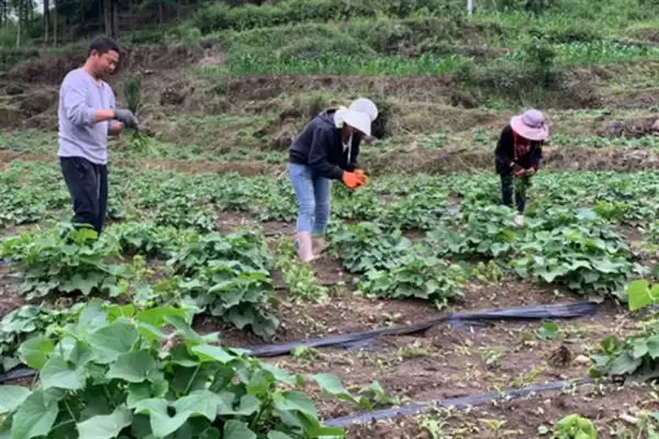 佛手瓜种植方法步骤 ,佛手瓜具体该如何进行种植插图5 佛手瓜种植方法步骤 ,佛手瓜具体该如何进行种植插图5
