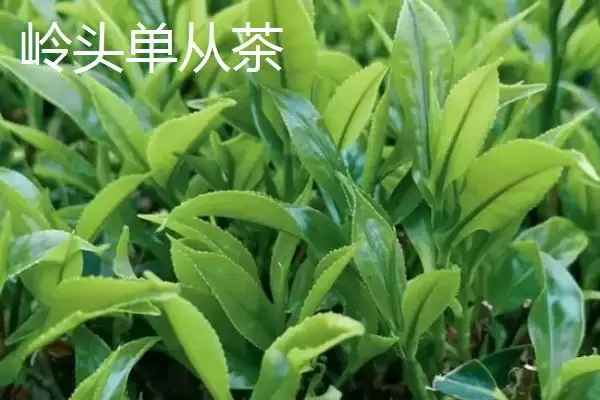 广东名茶排行榜是怎样的,广东是饮茶大省有哪些名茶上榜呢插图5 广东名茶排行榜是怎样的,广东是饮茶大省有哪些名茶上榜呢插图5