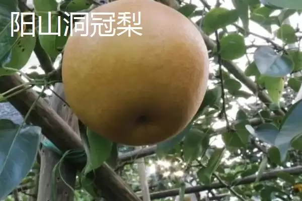 广东阳山县的特产是什么呢,洞冠梨是广东阳山县特有的珍果吗插图3 广东阳山县的特产是什么呢,洞冠梨是广东阳山县特有的珍果吗插图3